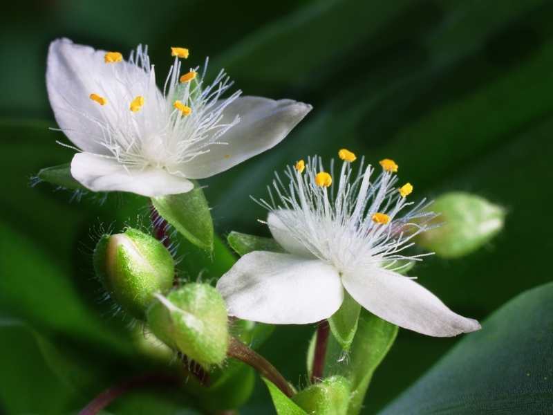 wandering-jew-plant-tradescantia-fluminensis