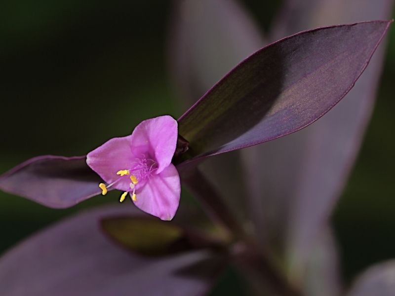 wandering-jew-plant-tradescantia-pallida