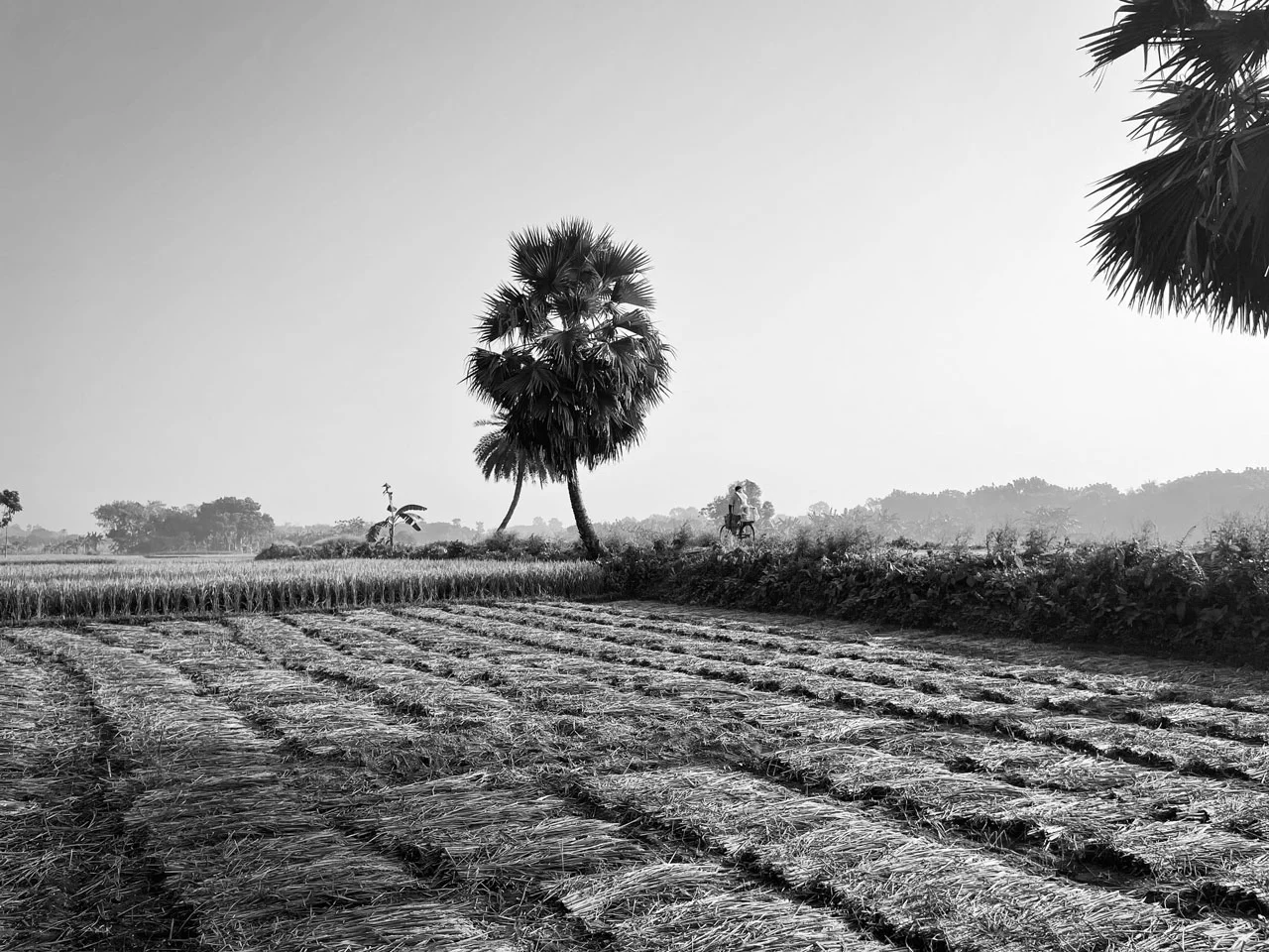 Passion for Photography 10 image