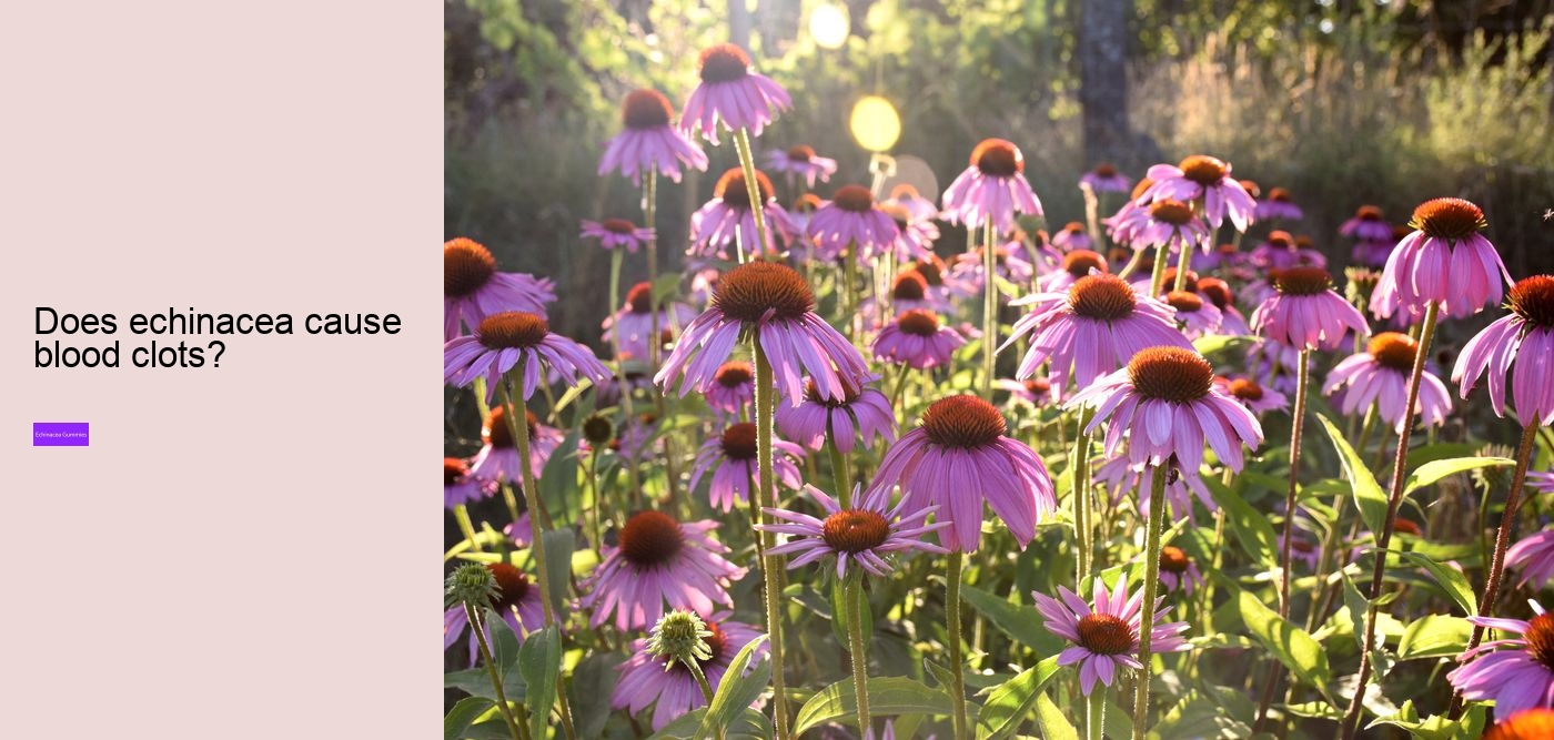 What does vitamin C echinacea do for you?