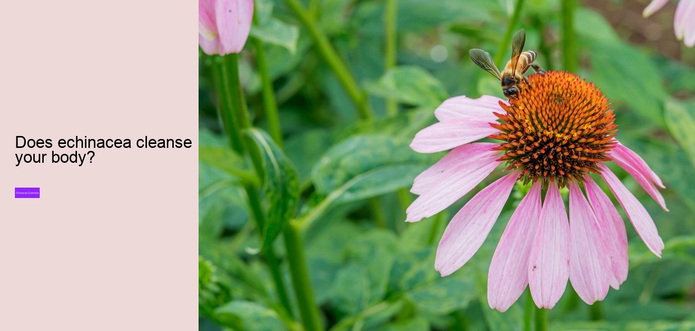 How long can you safely take echinacea?