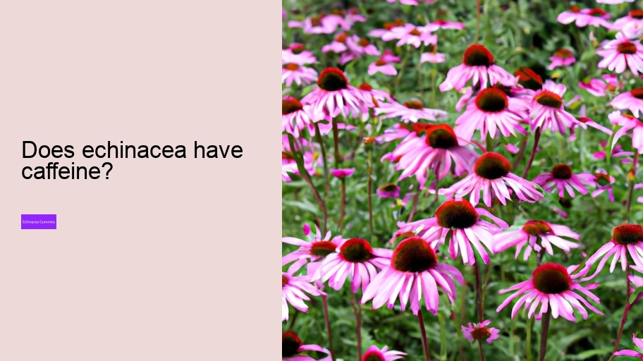 Does echinacea have caffeine?