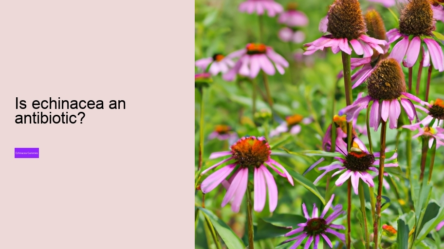 Is echinacea an antibiotic?