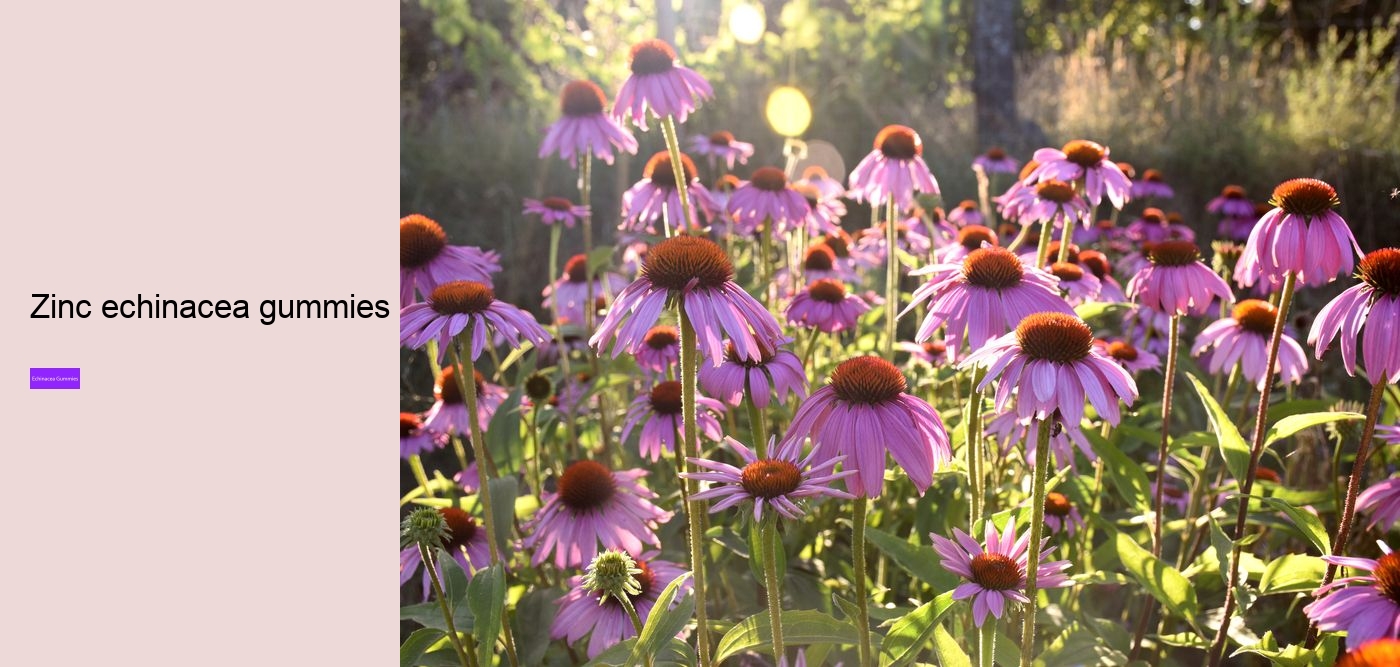 Does echinacea cleanse your body?