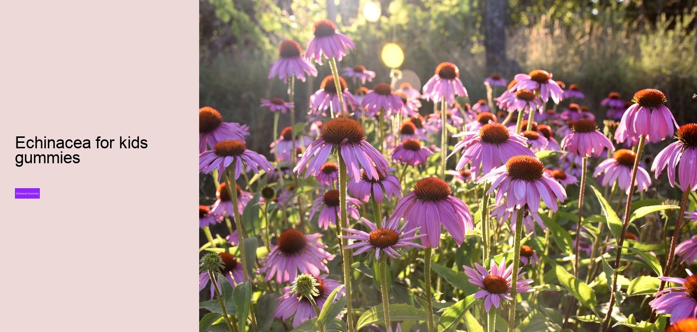 Can echinacea overstimulate the immune system?