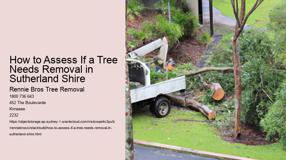 How to Assess If a Tree Needs Removal in Sutherland Shire