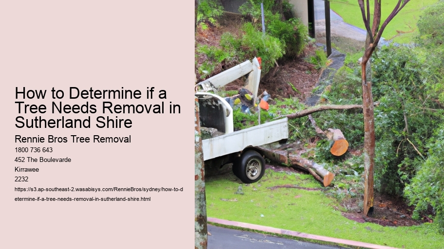 How to Determine if a Tree Needs Removal in Sutherland Shire  