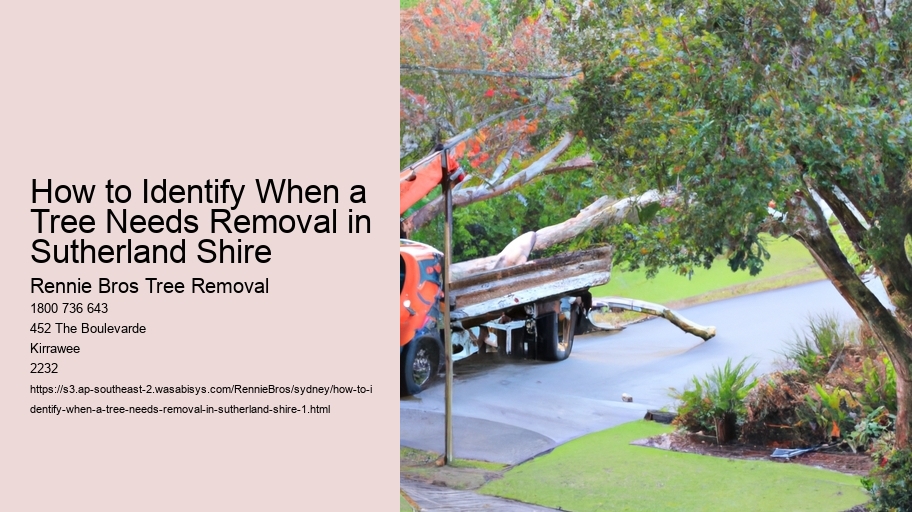 How to Identify When a Tree Needs Removal in Sutherland Shire  