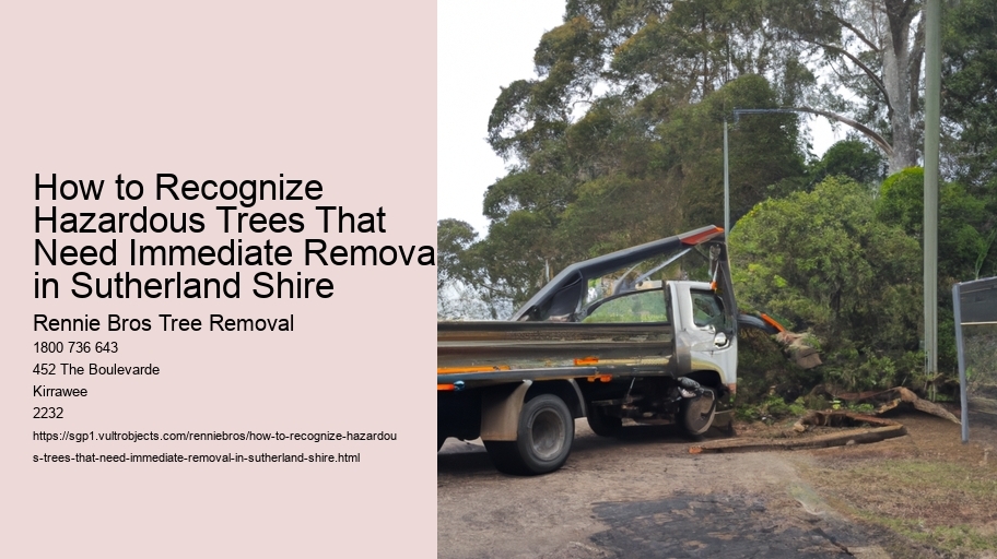 How to Recognize Hazardous Trees That Need Immediate Removal in Sutherland Shire   