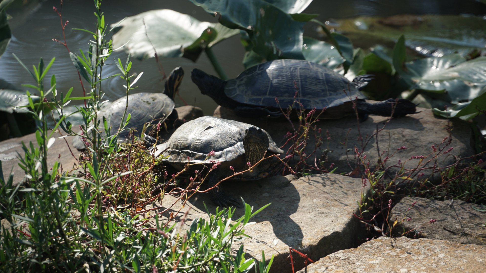 Glencairn Garden, Rock Hill, SC -turtles