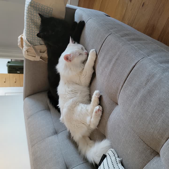 sleepy-babies