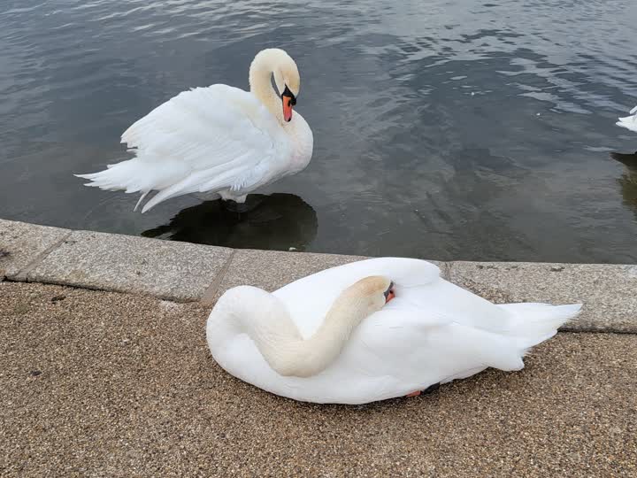 sleepyswan