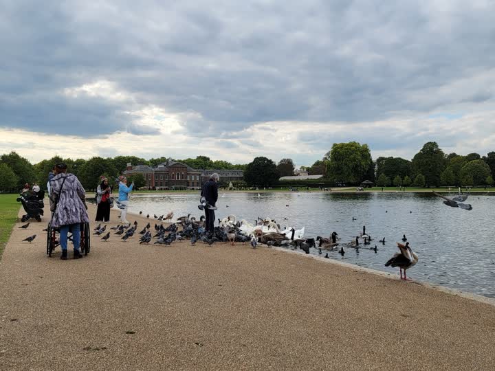 feeding-birds1