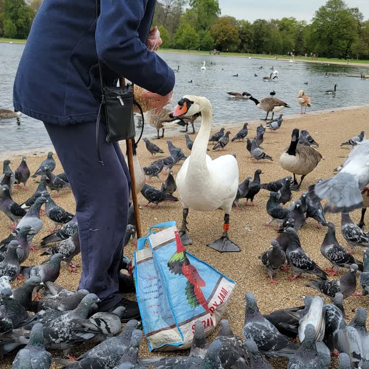 feeding-birds