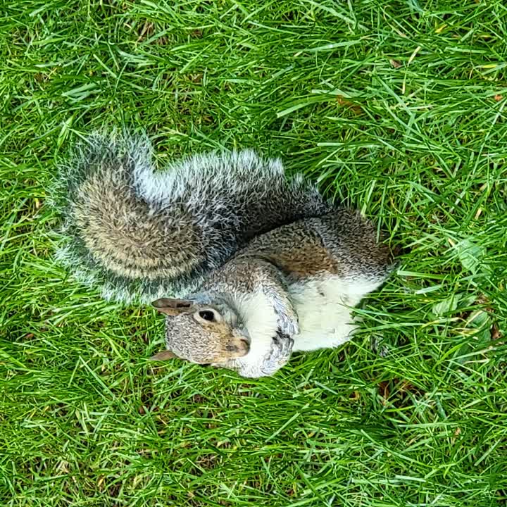 squirrelfella