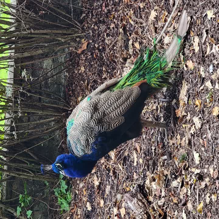 peacock1