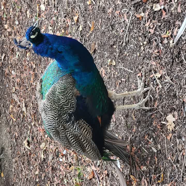 peacock2