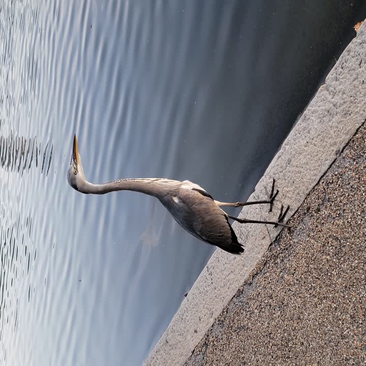 serpentine-heron