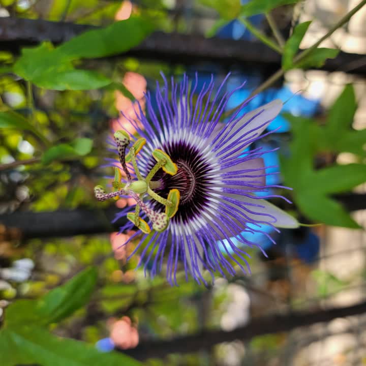 little-venice-flower