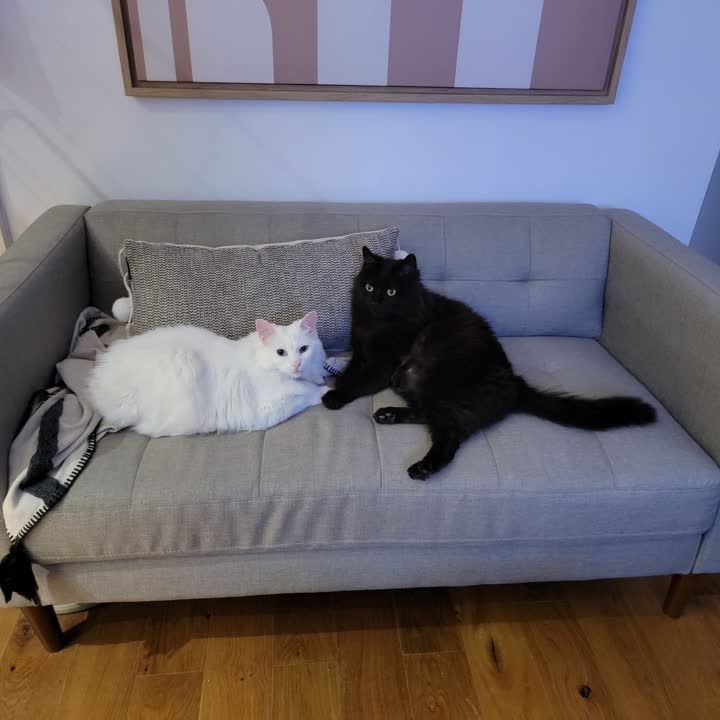 loungebugs