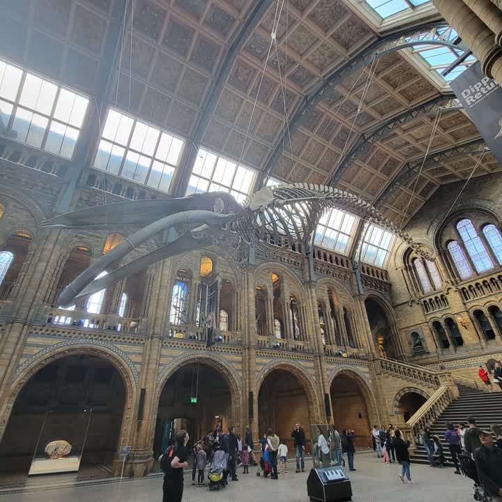 nhm-bluewhale1