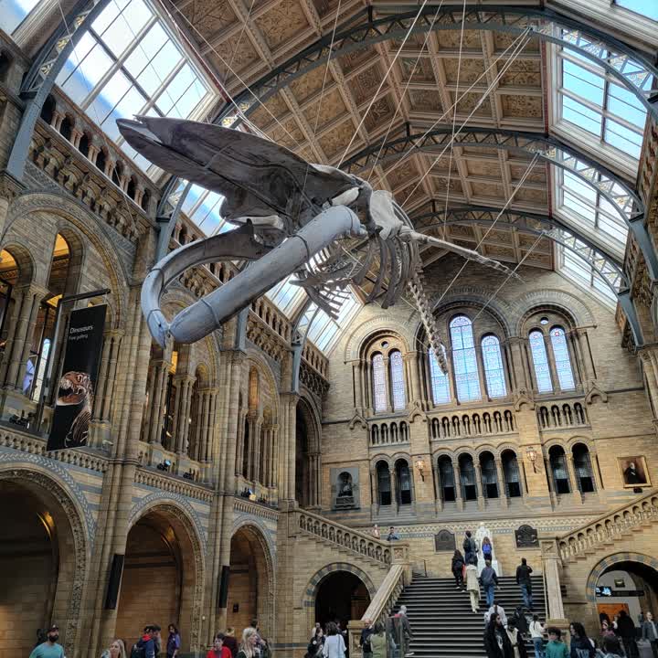 nhm-bluewhale2