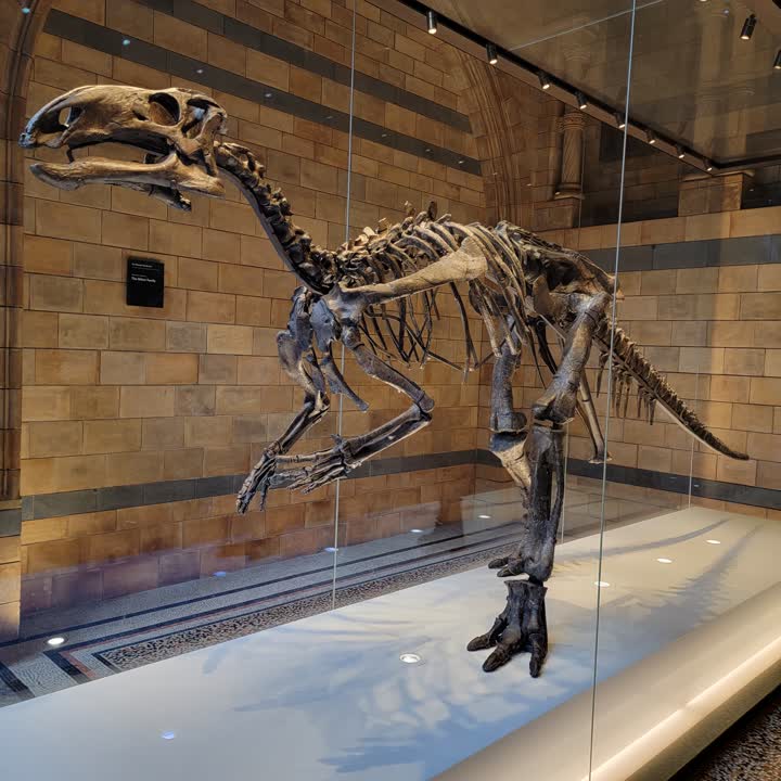 nhm-dino