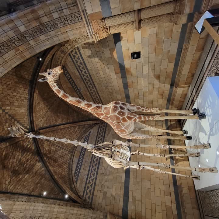 nhm-giraffe