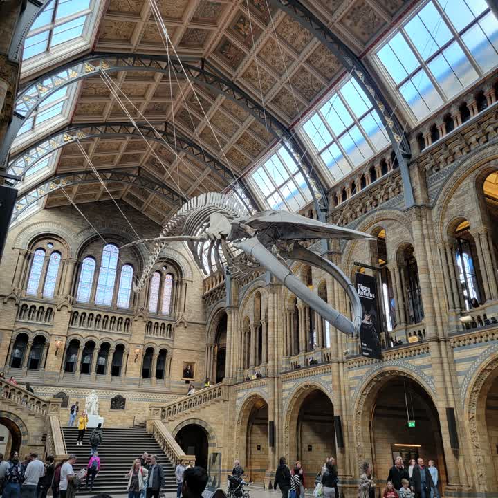 nhm-bluewhale3