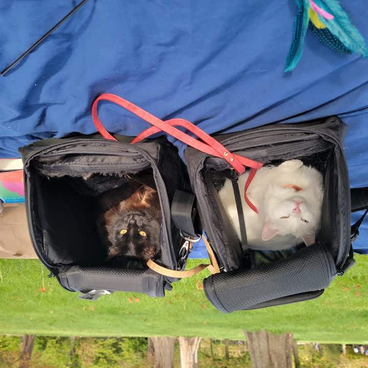 cats-first-picnic1