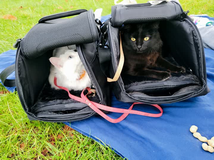 cats-first-picnic-high-alert