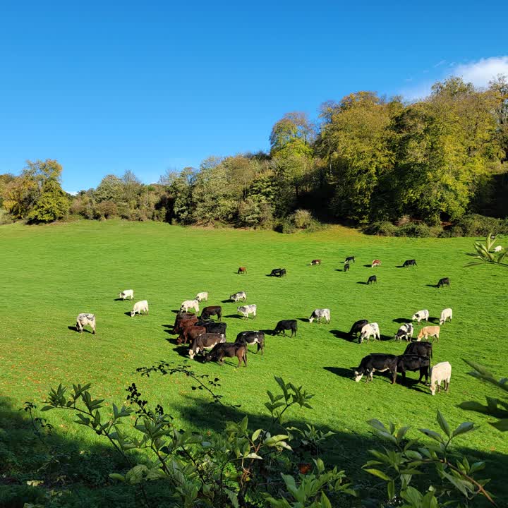 goring-cows1