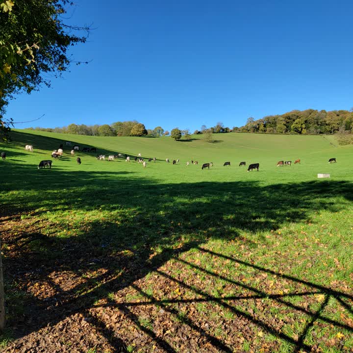 goring-cows2