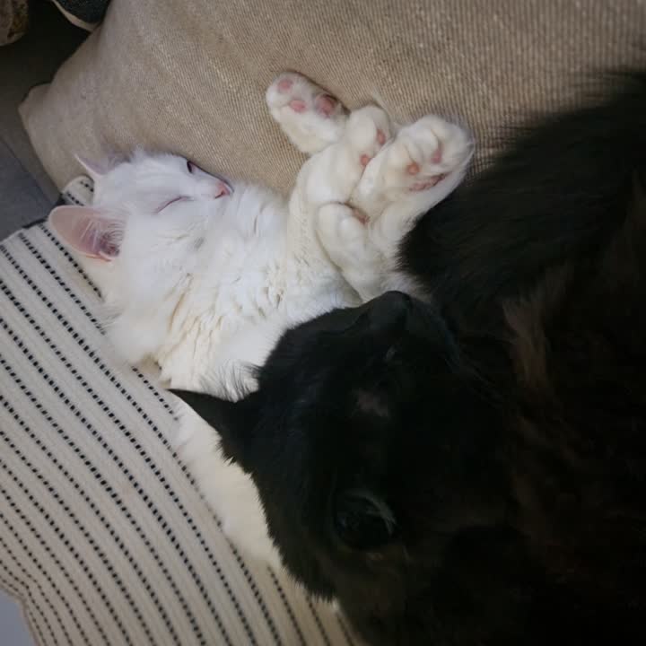 sleepycats