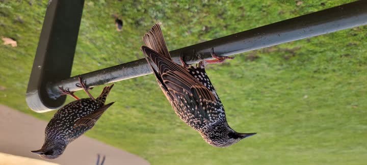 starling