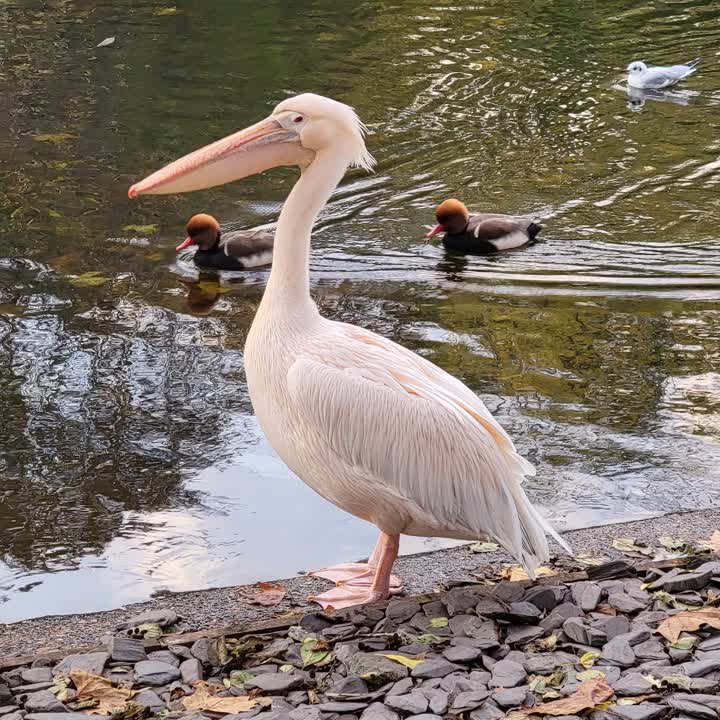 pelican2