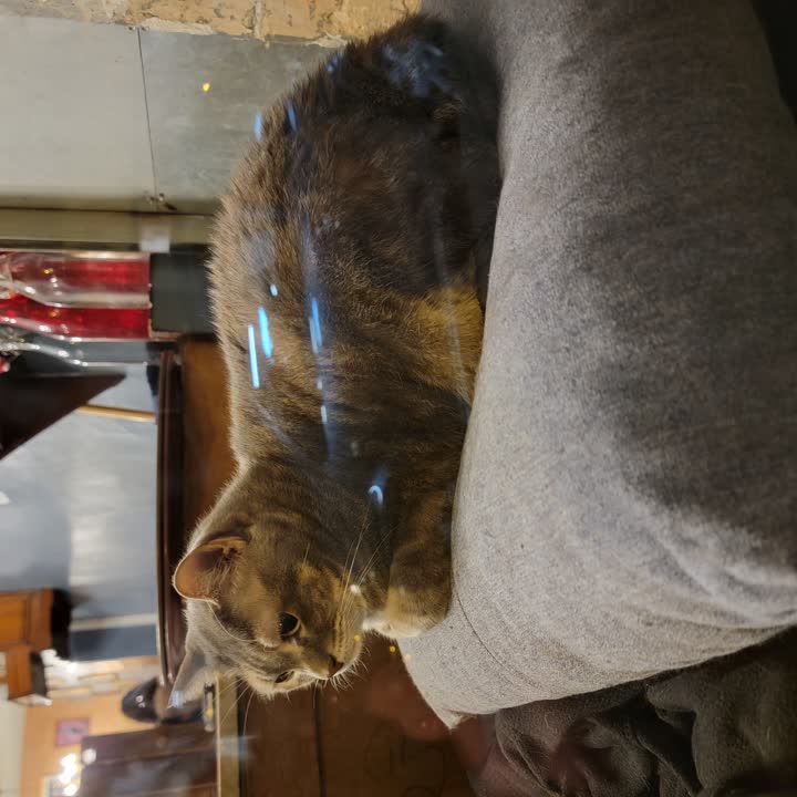 cat-cafe