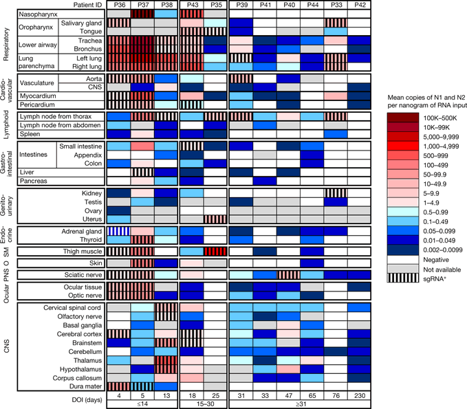 SARS-CoV-2 infection and persistence in the human body and brain at autopsy