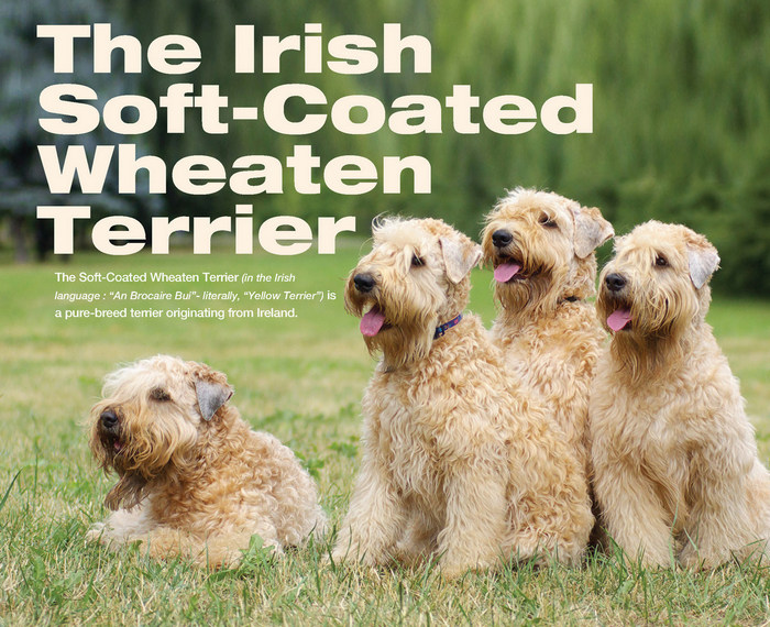 All about the Soft Coated Wheaten Terrier Breed