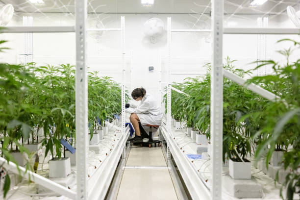 What is Behind the Thriving Scene of Sustainable Cannabis Cultivation in Denver?