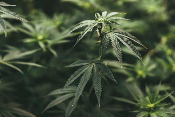 What is the Game-Changing Method that Denver Uses for Cultivating Earth-Friendly Cannabis?