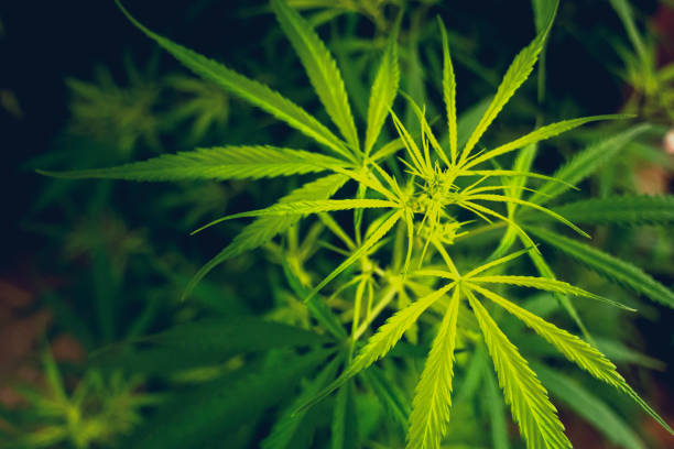 Find Out How to Join the Green Revolution with Denver’s Leading Sustainable Cannabis Options