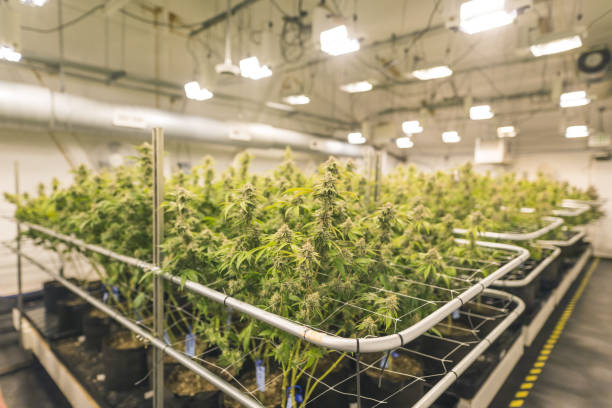 Discover How Sustainable Cannabis in Denver Can Enhance Your Green Routine