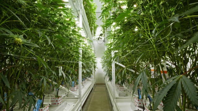 Regulatory Frameworks Promoting Sustainability in Denver’s Cannabis Sector