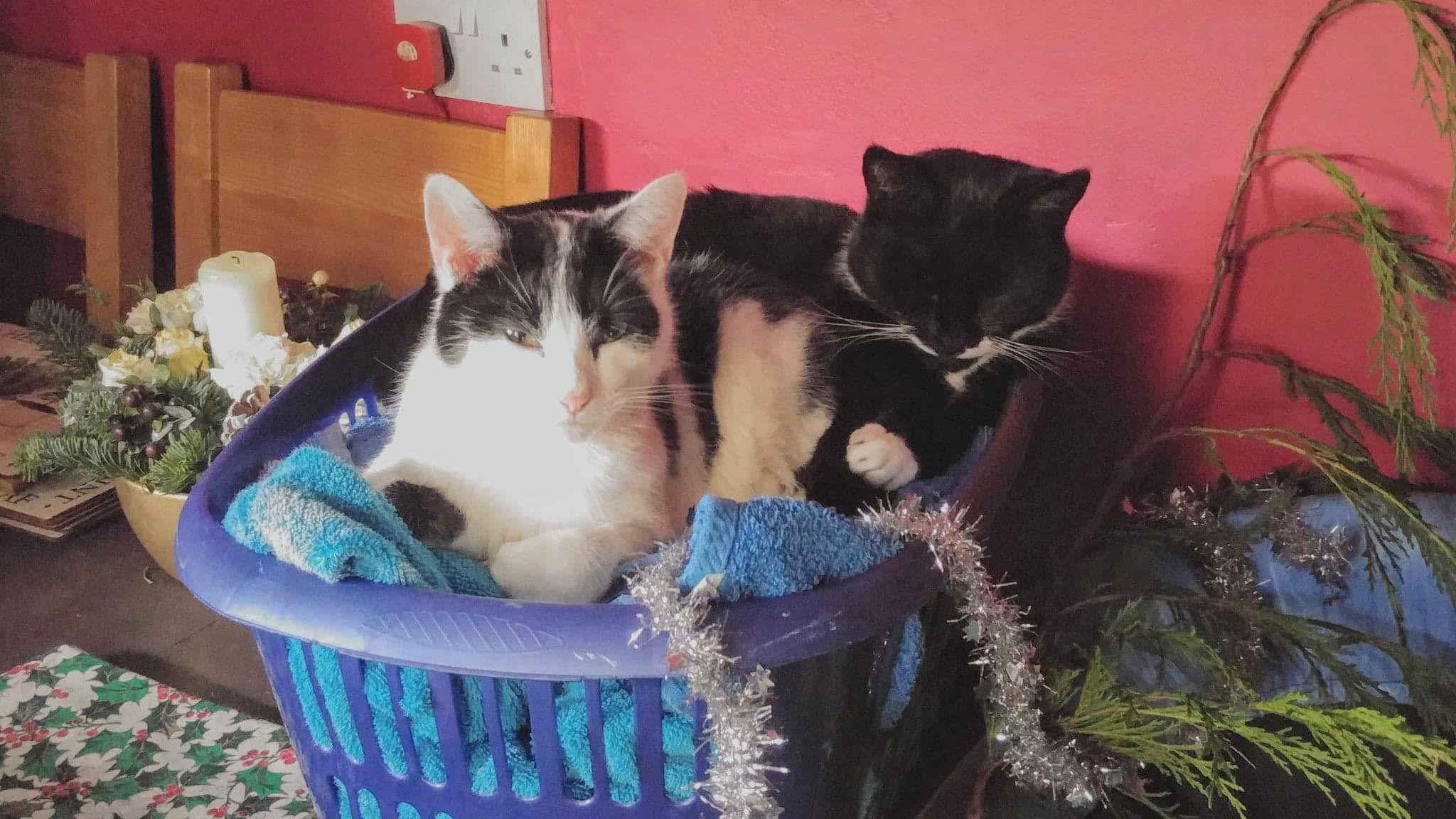 Our cats, George and Lewis