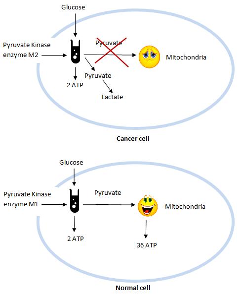Aerobic Glycolysis - cancer cell
