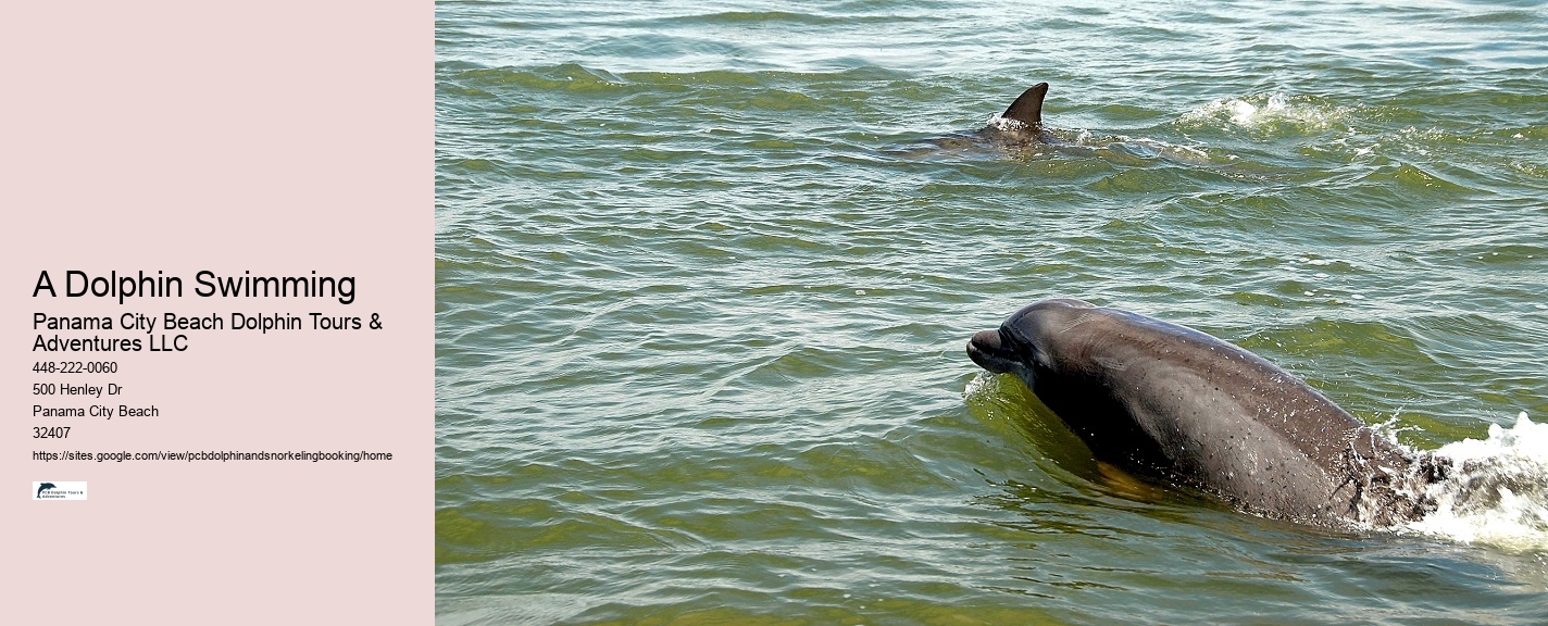 Panama City Beach Dolphin Tours