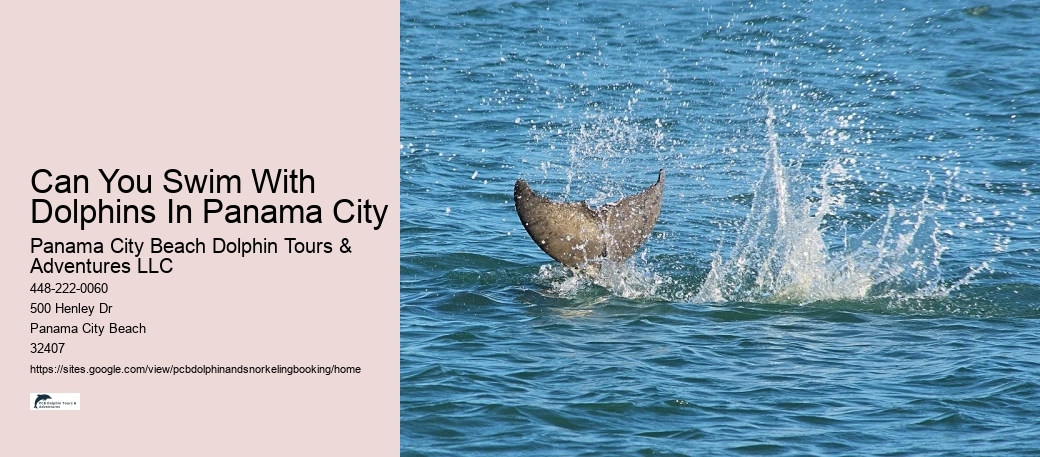 Can You Swim With Dolphins In Panama City