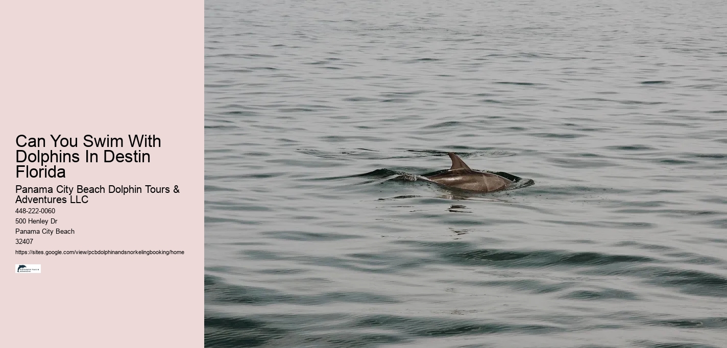 Can You Swim With Dolphins In Destin Florida