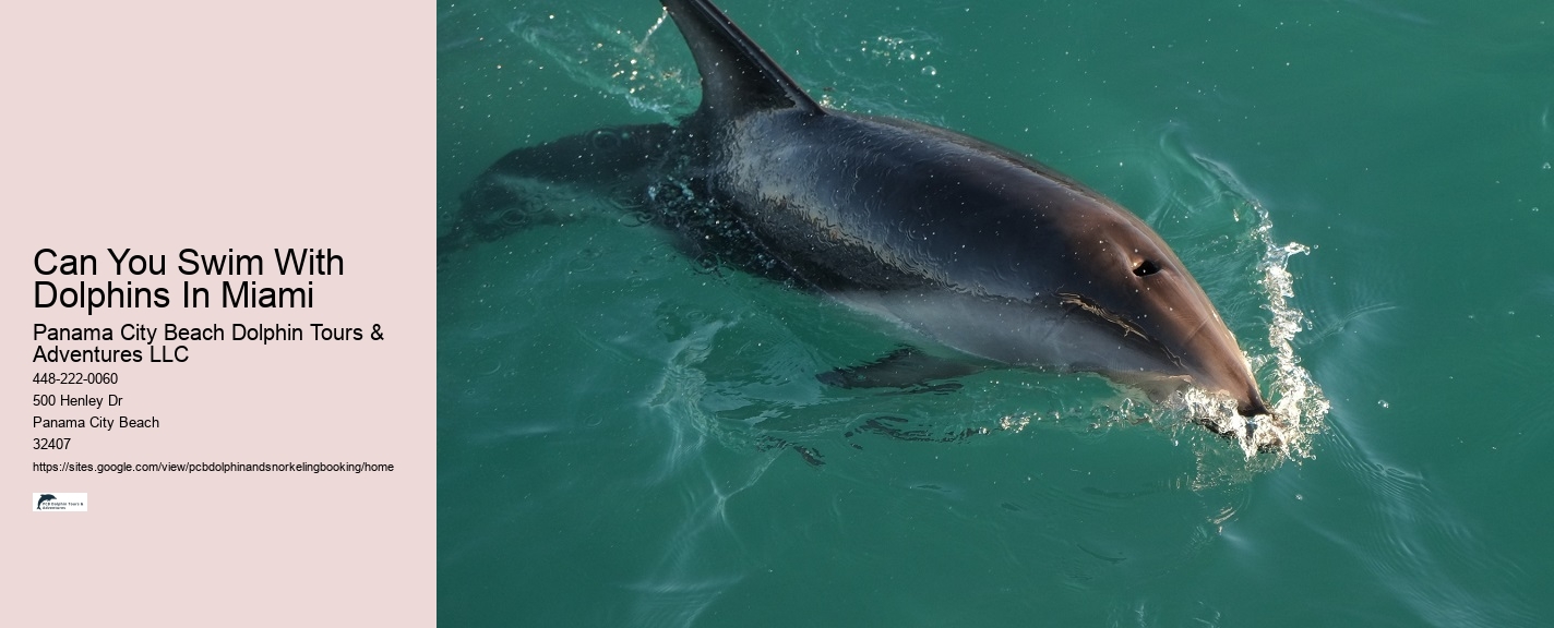 Bottle Nose Dolphin